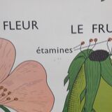 Displays educational Nightingale  l'eglantier and peas