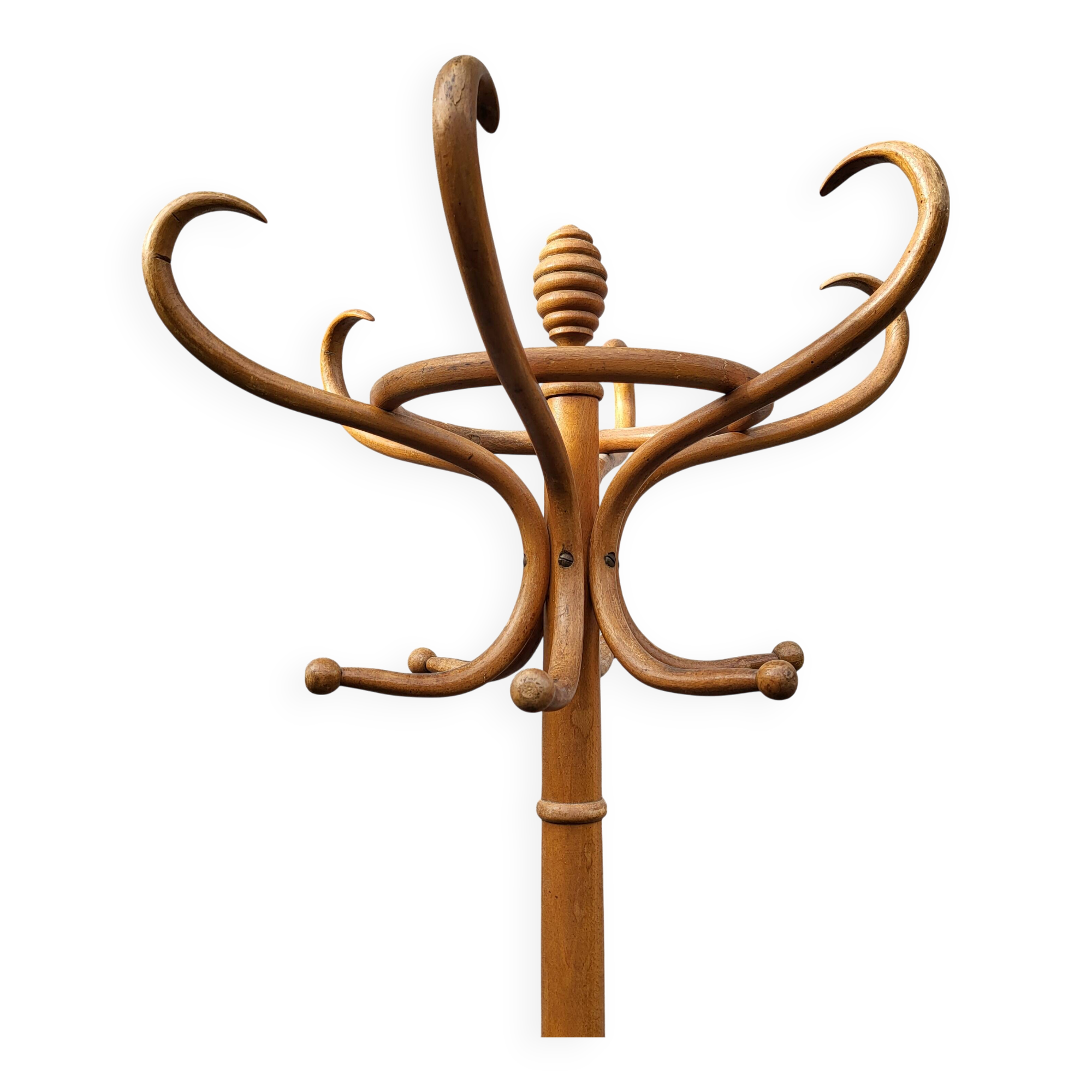 Parrot curved wood coat rack