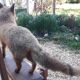 Naturalized European fox with very beautiful coat, put on wooden support – Very good condition