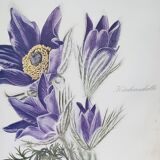 Botanical plates