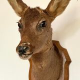 Decoration wall vintage taxidermy