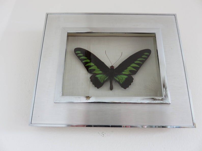 Cadre papillon naturalisé