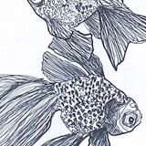 Illustration "Buller " A3