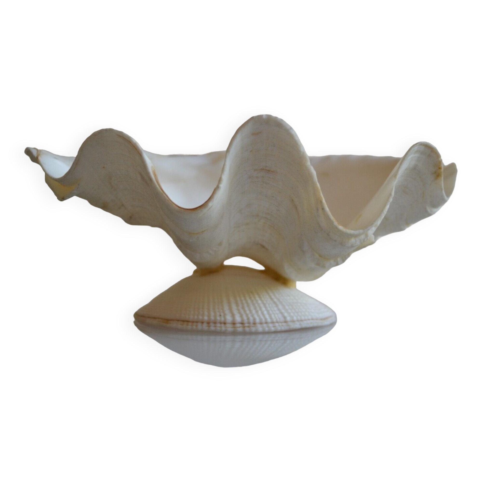 Clam shell in empty pocket