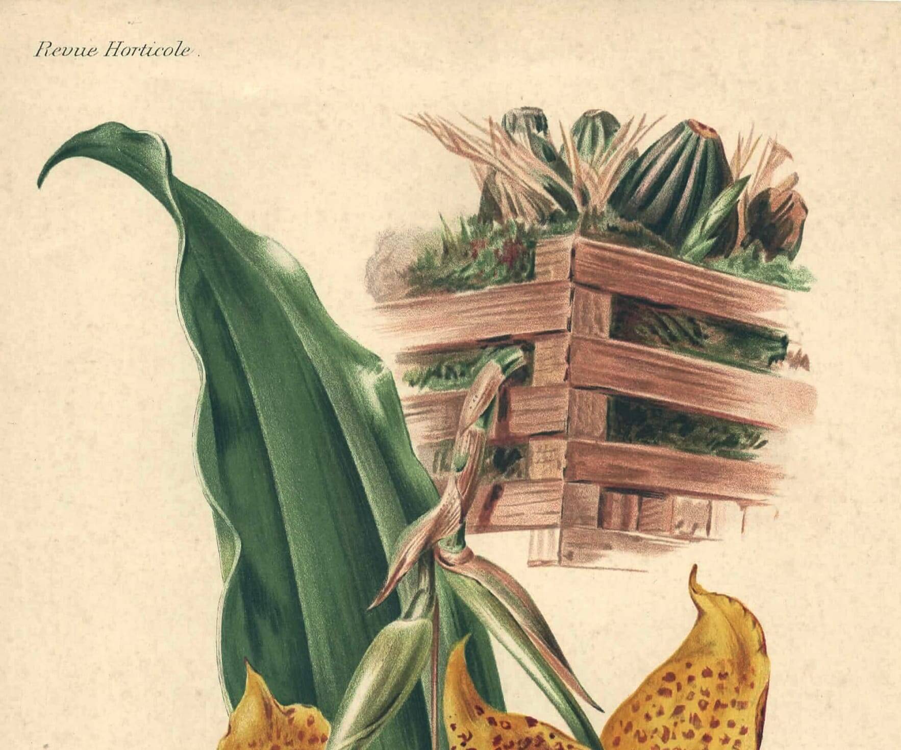 Gravure botanique par Descamps-Sabouret, Stanhopea hybride, 1896