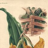 Botanical engraving by Descamps-Sabouret, Stanhopea hybrid, 1896