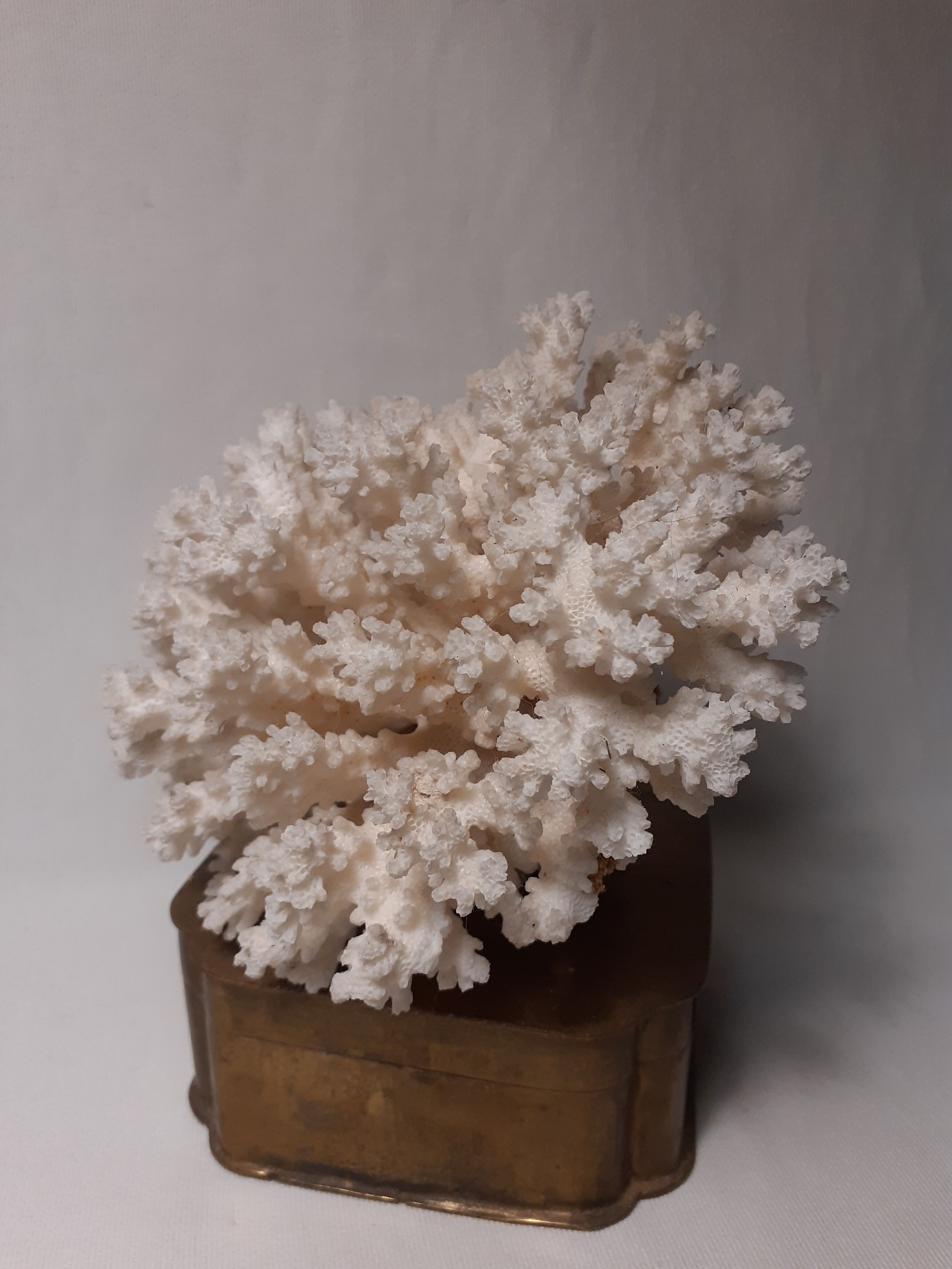 White coral