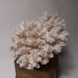 White coral