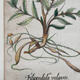 Botanical plate of L'Hortus Eystettensis