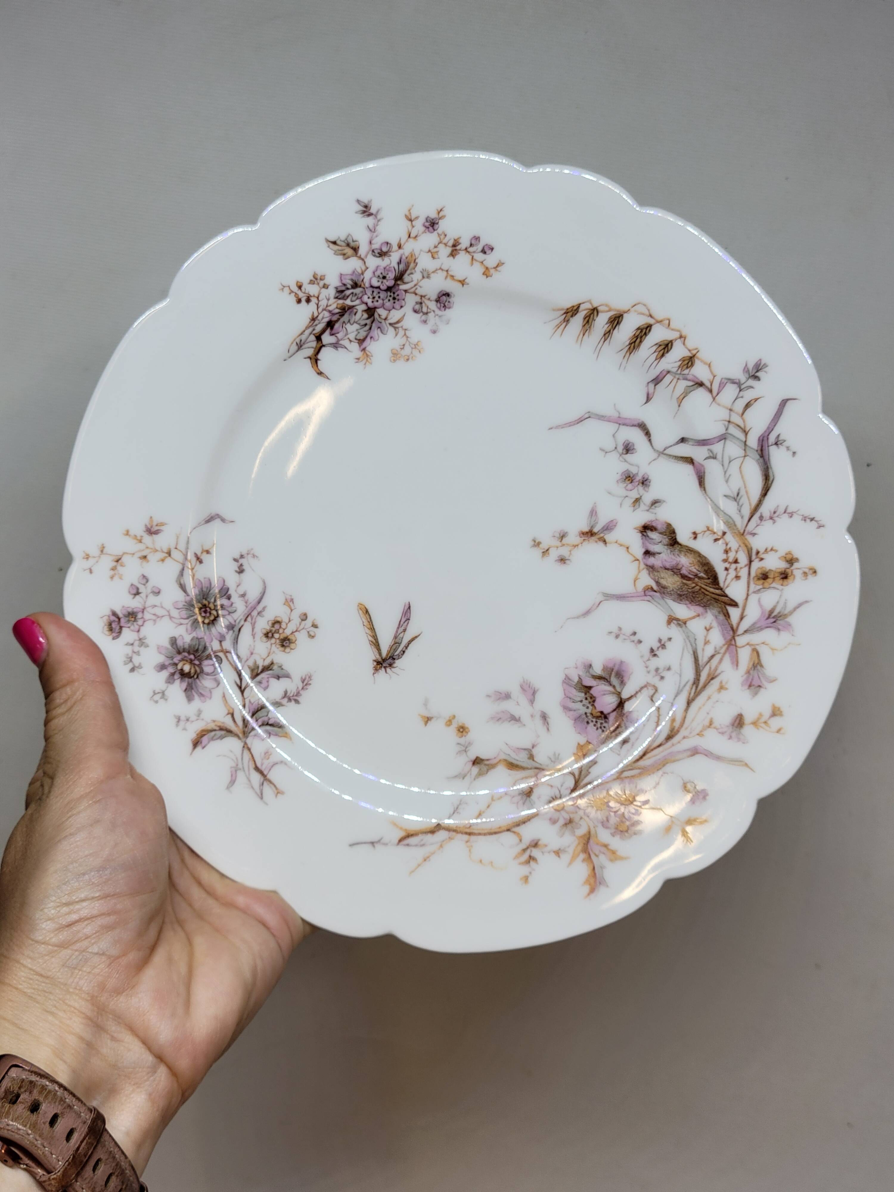 8 Superb Antique 19th Century Plates Decorated with Birds on Branches