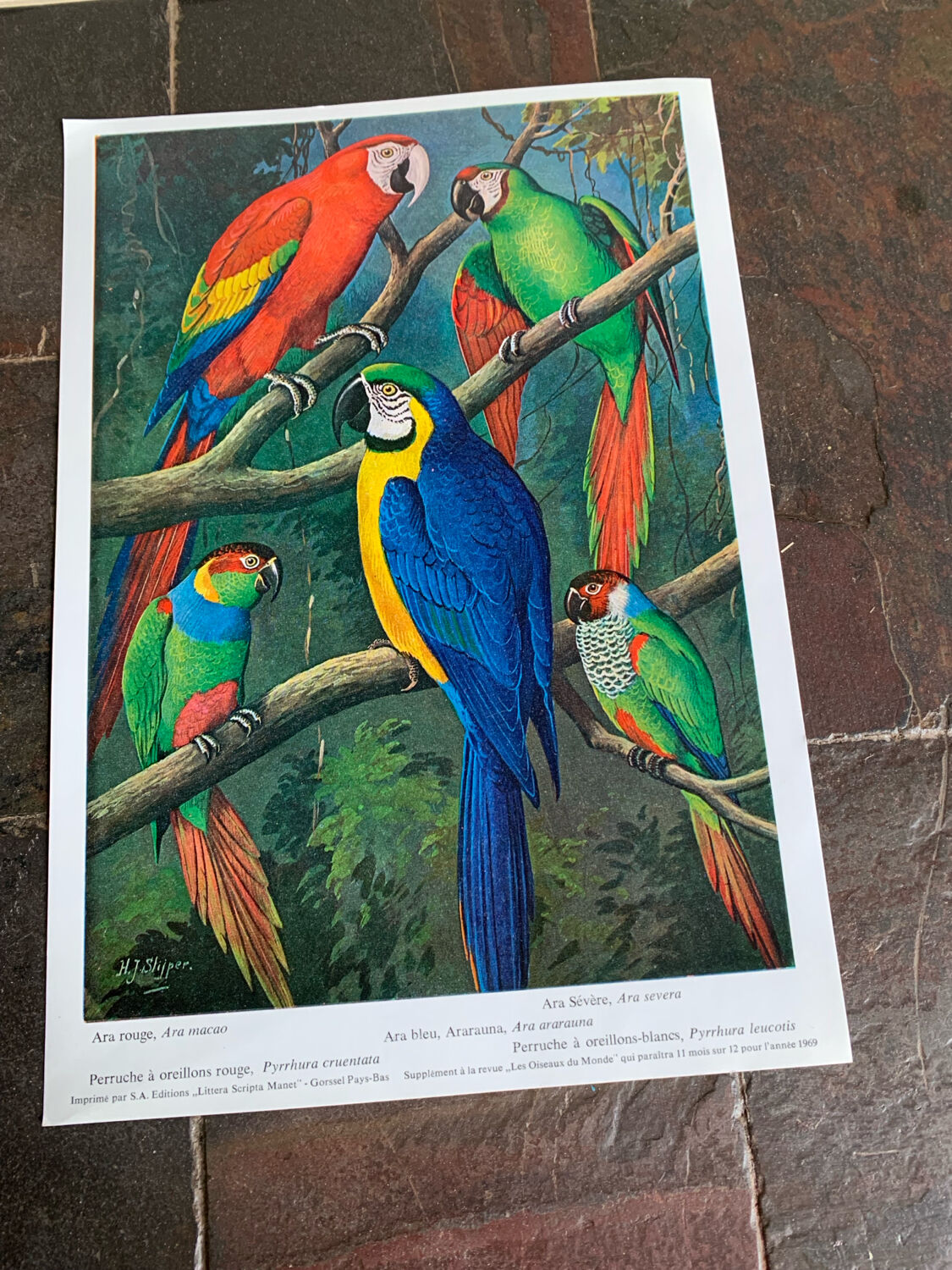 Affichette "Les Oiseaux du Monde" - 1969