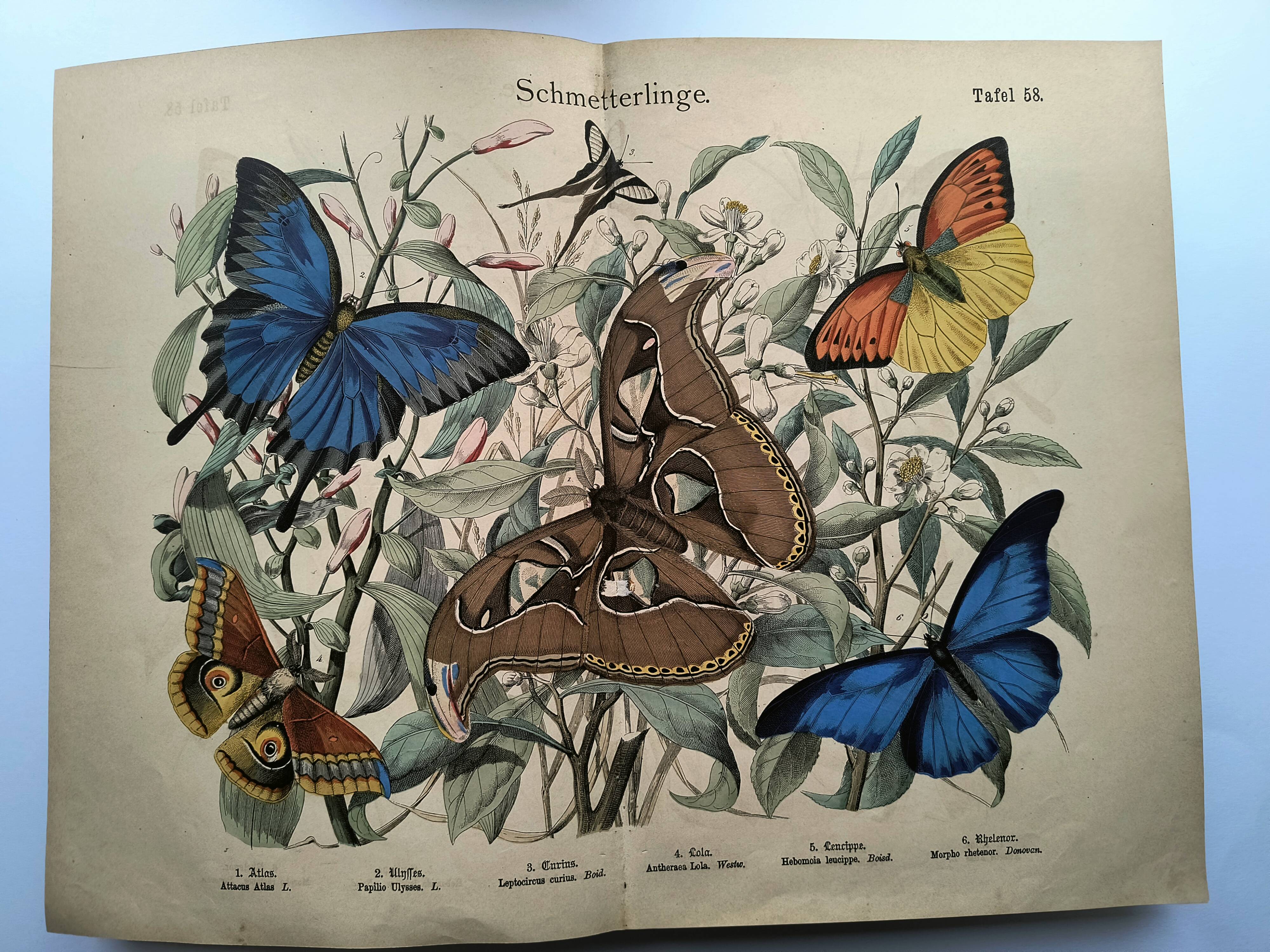Old engraving from 1886 - Tropical butterflies (1) vintage nature print