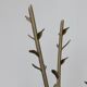 Acate sculptural coat stand by Bořek Šípek for Driade, Italy, 2008