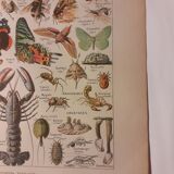Lithograph on arthropods from 1922