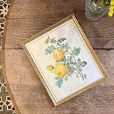 Old frame pink yellow Dreaded