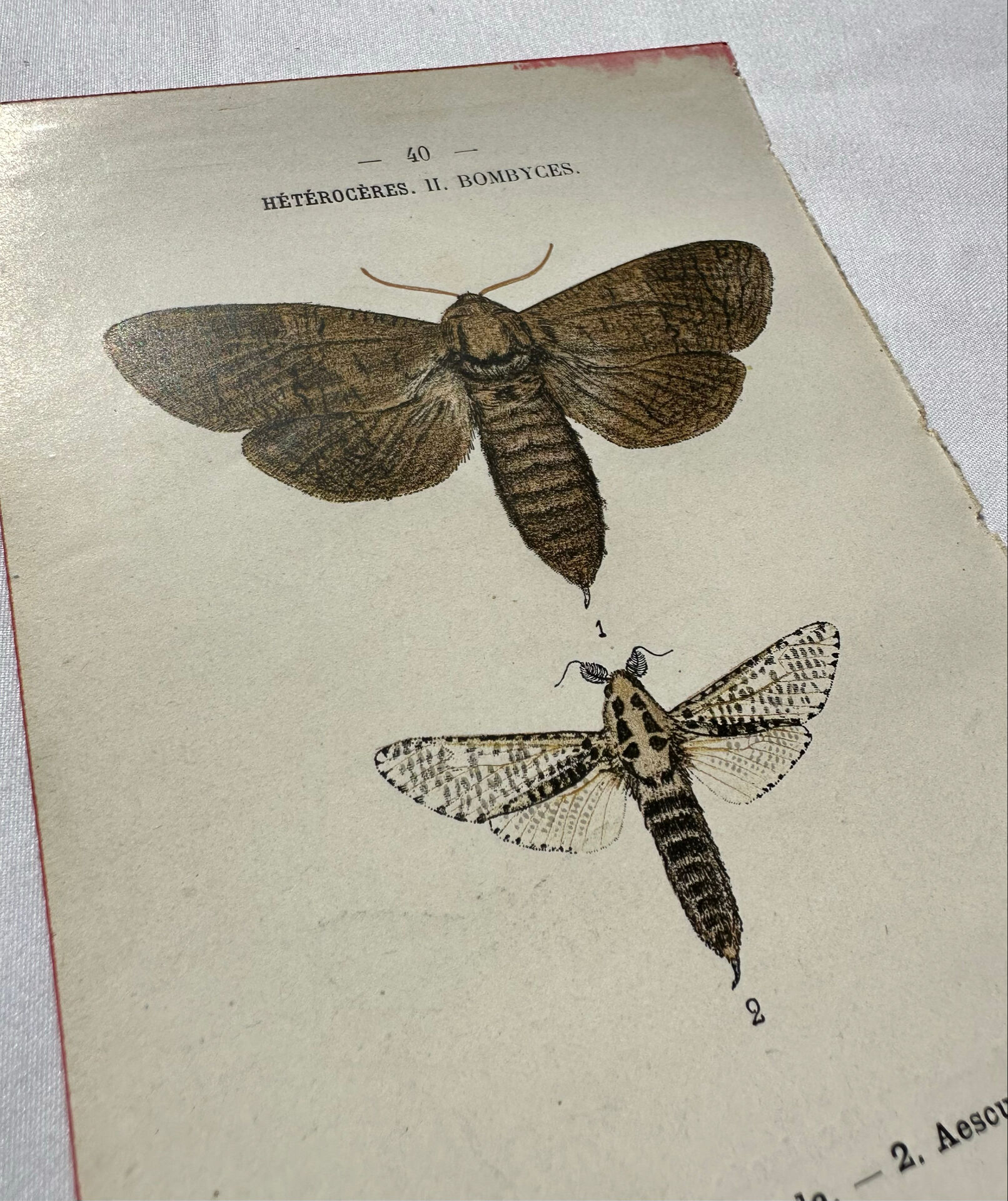 Gravure naturaliste  Papillon 19eme affiche botanique originale 1800