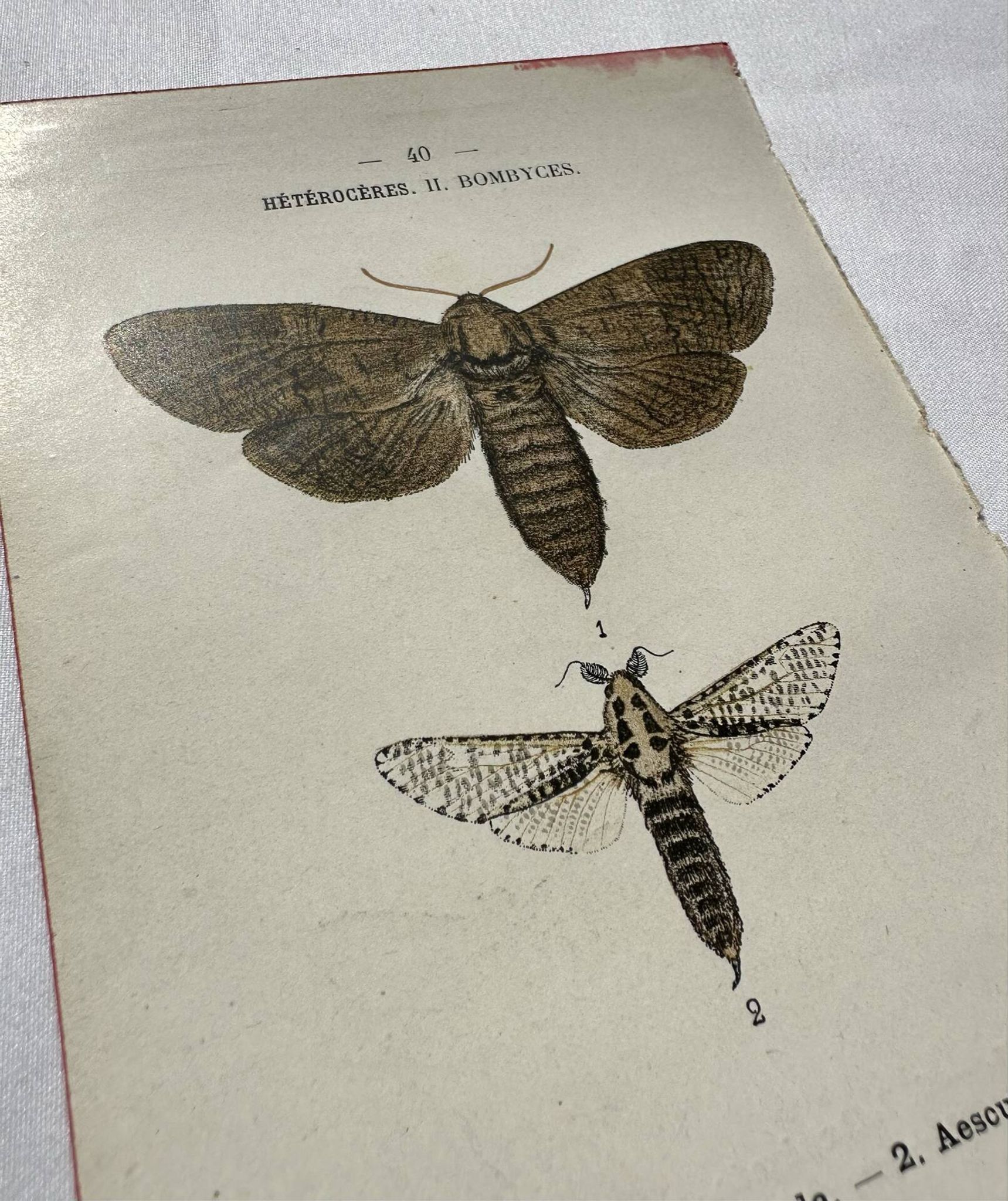 Naturalist engraving Butterfly 19th-century original botanical poster 1800