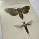 Gravure naturaliste  Papillon 19eme affiche botanique originale 1800