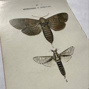 Naturalist engraving Butterfly 19th-century original botanical poster 1800