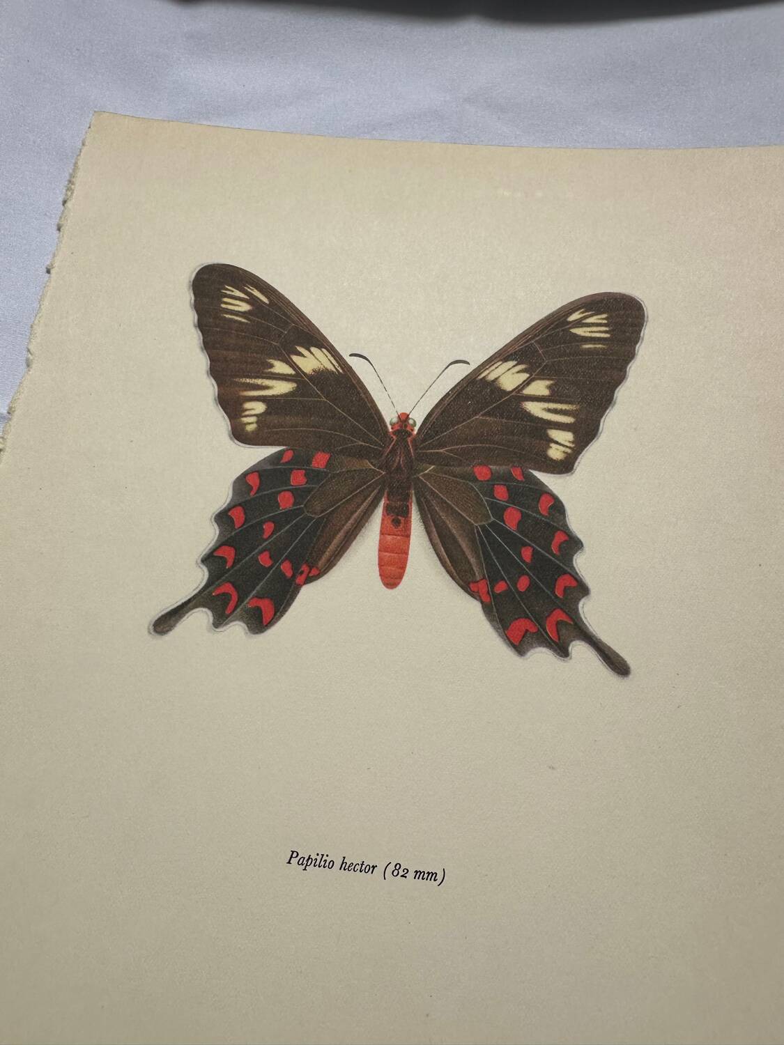 Naturalist engraving butterfly old botanical plate naturalist etching