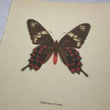 Naturalist engraving butterfly old botanical plate naturalist etching
