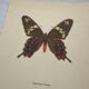 Naturalist engraving of an old butterfly botanical plate etching naturalist