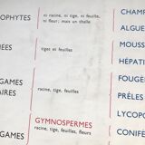 Rossignol pedagogical poster