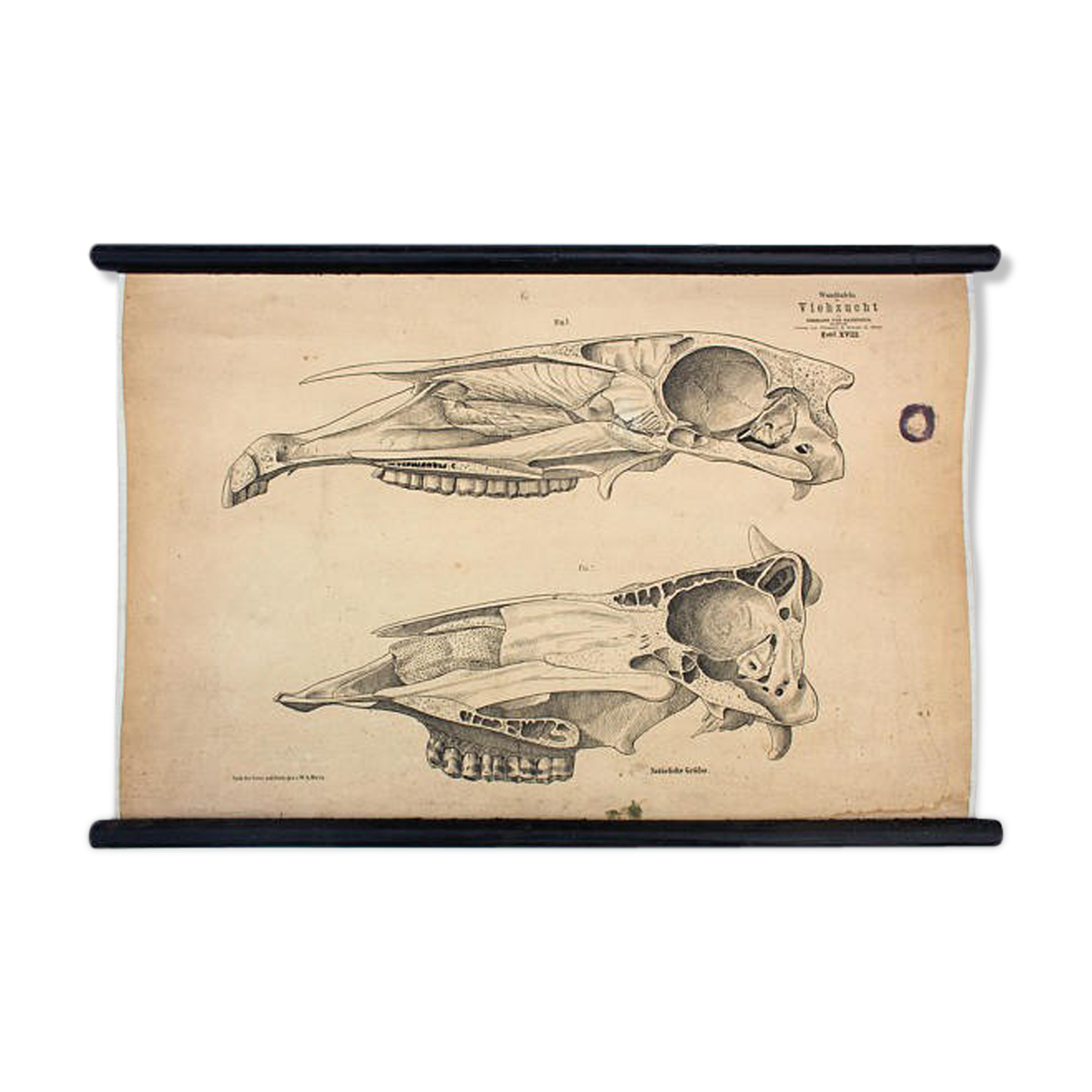 Breeding poster, Hermann von Nathusius (1809-1879), 1859