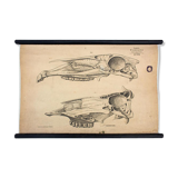 Affiche élevage, Hermann von Nathusius(1809-1879), 1859