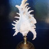 Cabinet of Curiosities 34cm shell on bronze base
