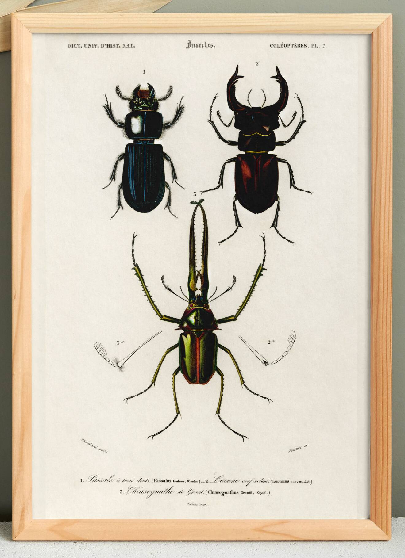 Affiche sur les coléoptères (scarabées et lucanes), d’après une gravure