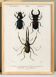 Poster about beetles (scarabs and stag beetles), based on an engraving