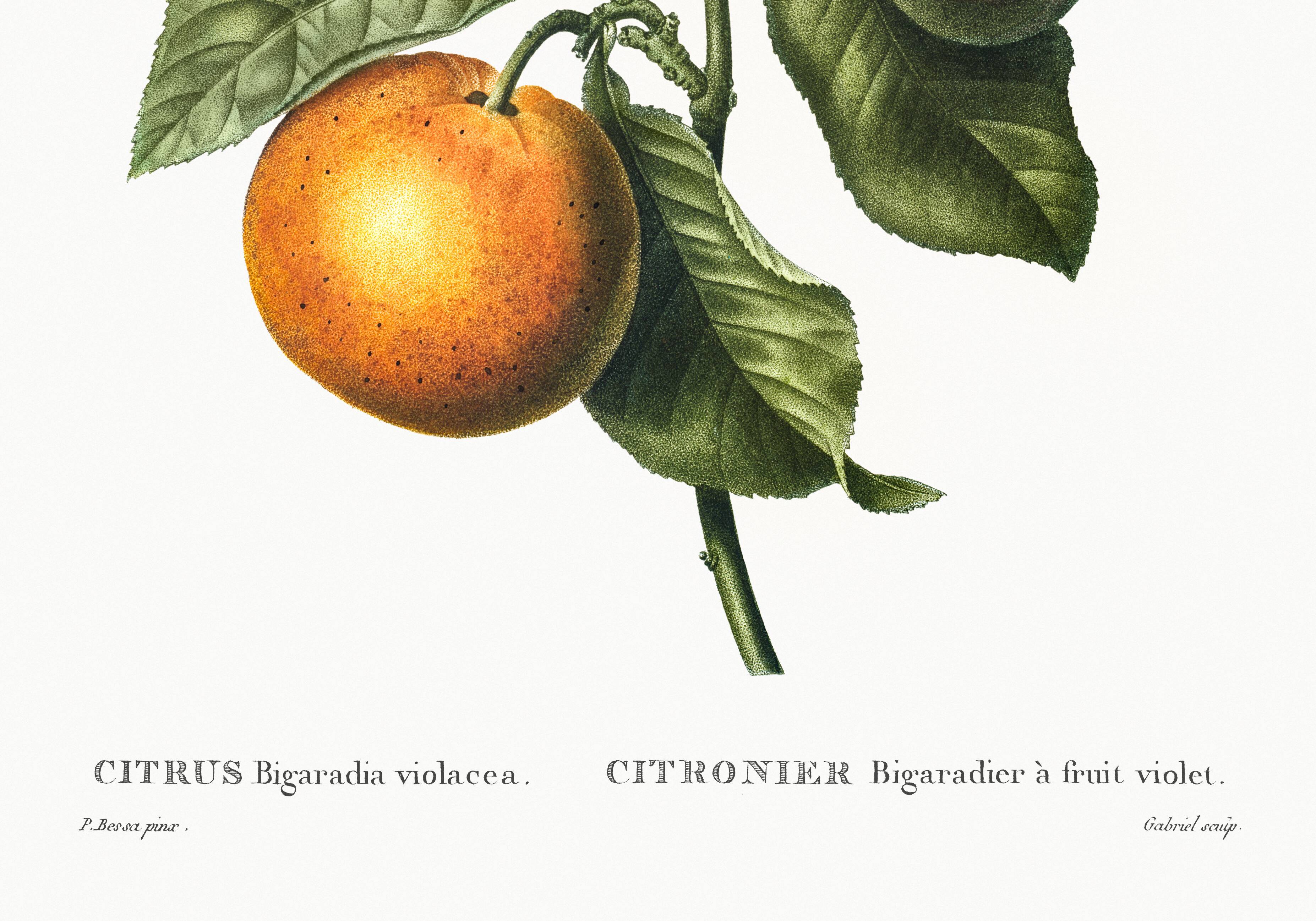 Poster about the lemon tree and its lemons