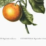 Poster about the lemon tree and its lemons