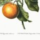 Poster about the lemon tree and its lemons