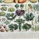 Old engraving 1898, Vegetables and vegetable plants, • Lithograph, original illustration