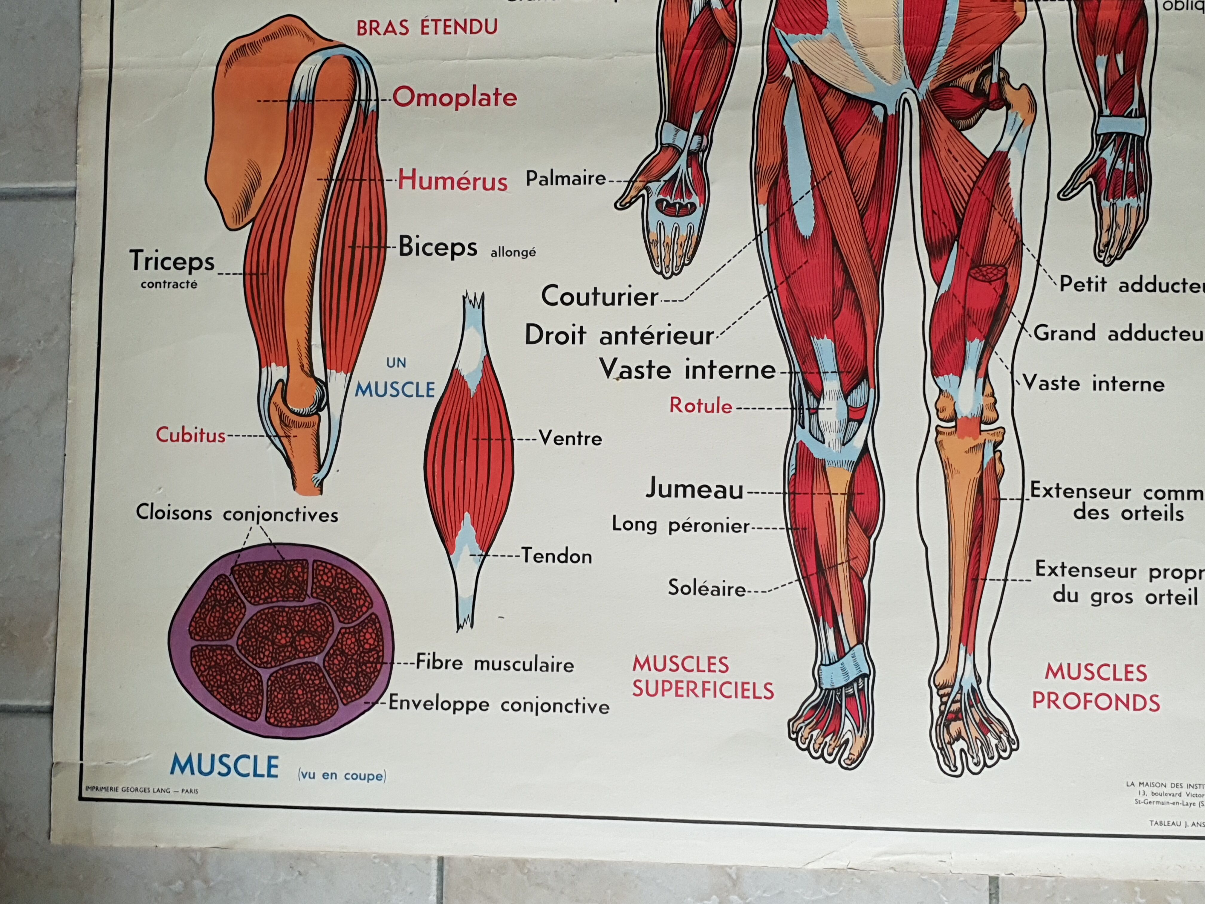 Poster school -  our muscles and human body