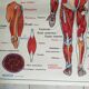 Poster school -  our muscles and human body