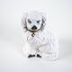 Porcelain dog figurine, English design, 1960s, manufactured by BESWICK ENGL