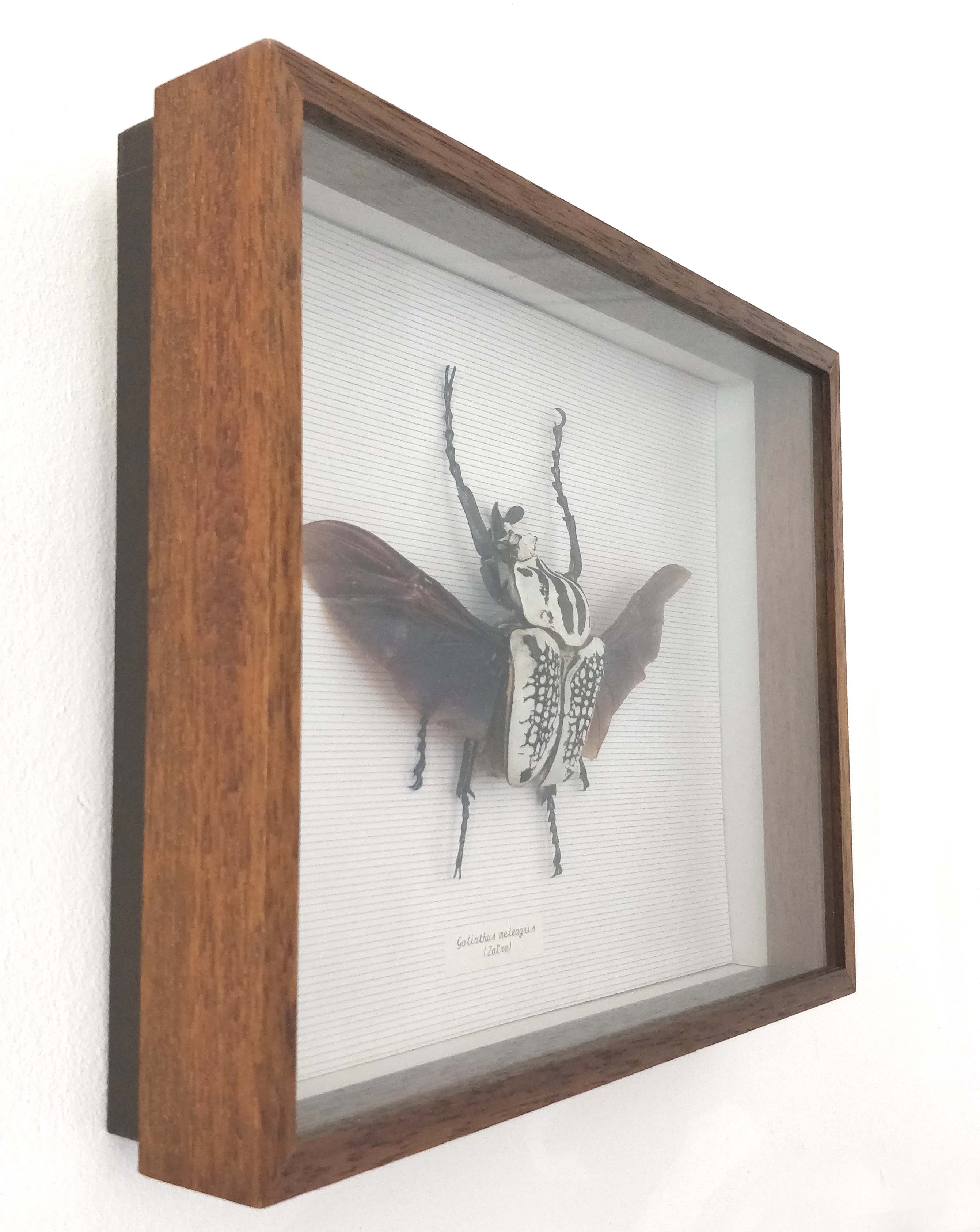 African insect frame under glass 30x24cm