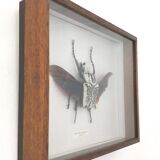 African insect frame under glass 30x24cm