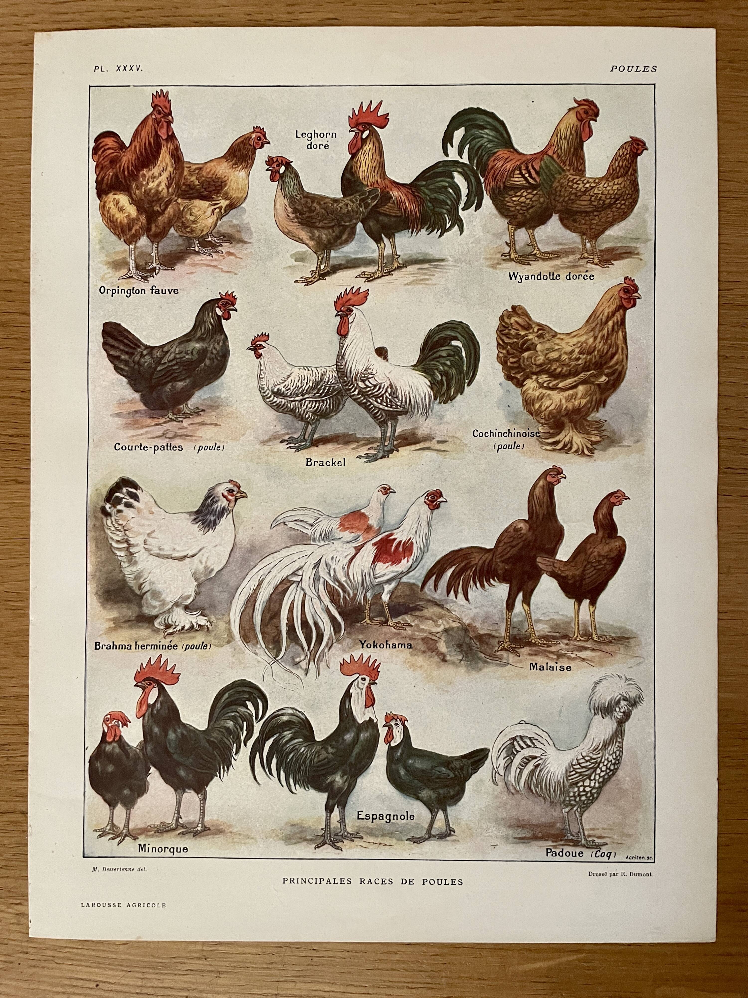 Lithograph on chickens (XXXV) - 1920