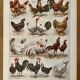 Lithographie sur les poules (XXXV) - 1920