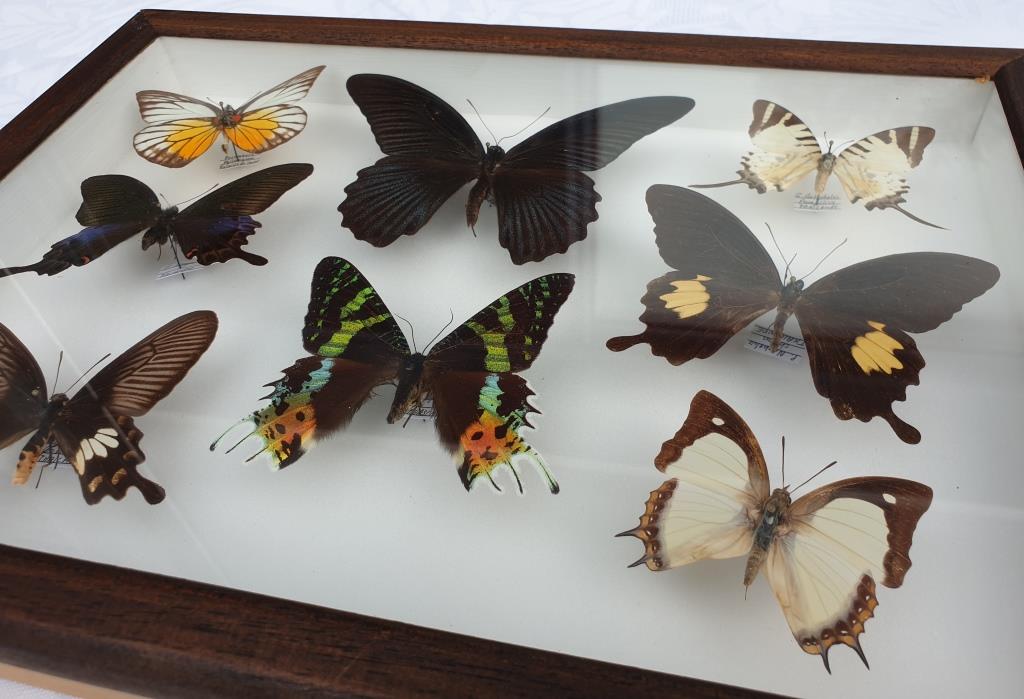 Showcase frame 8 butterflies of the world naturalized vintage 1970's