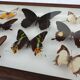 Showcase frame 8 butterflies of the world naturalized vintage 1970's