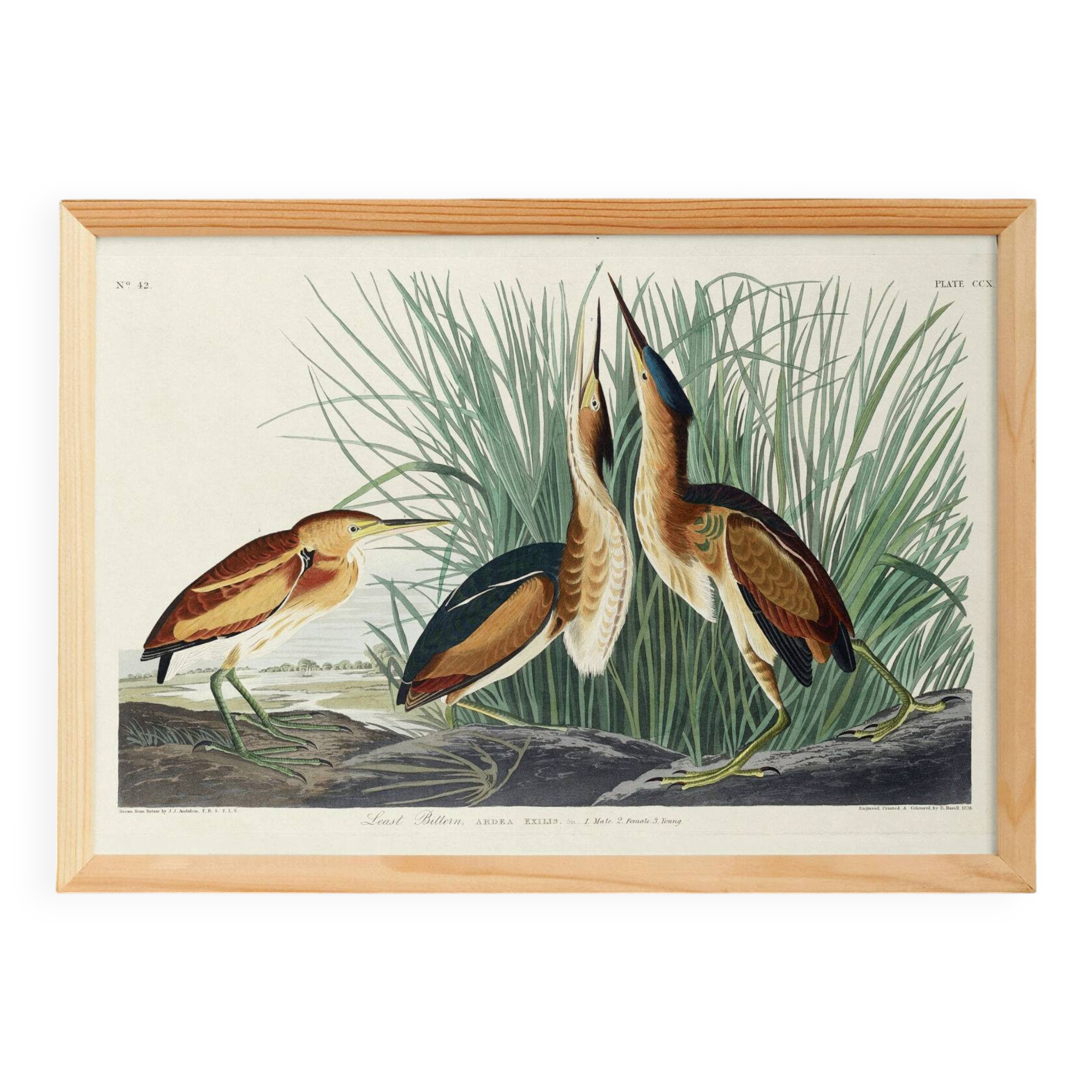 Poster about the Little Bittern, based on an old engraving from 1827.