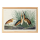Poster about the Little Bittern, based on an old engraving from 1827.