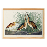 Poster about the Little Bittern, based on an old engraving from 1827.