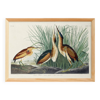 Poster about the Little Bittern, based on an old engraving from 1827.