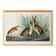 Poster about the Little Bittern, based on an old engraving from 1827.